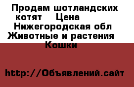 Продам шотландских котят. › Цена ­ 1 500 - Нижегородская обл. Животные и растения » Кошки   